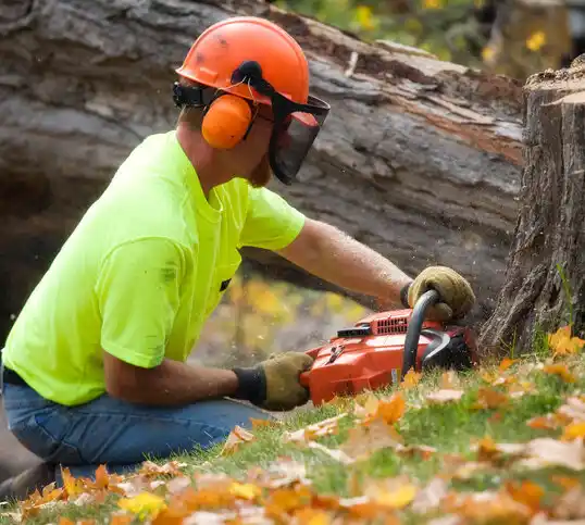 tree services Los Chaves